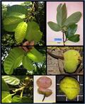 Artocarpus lakoocha